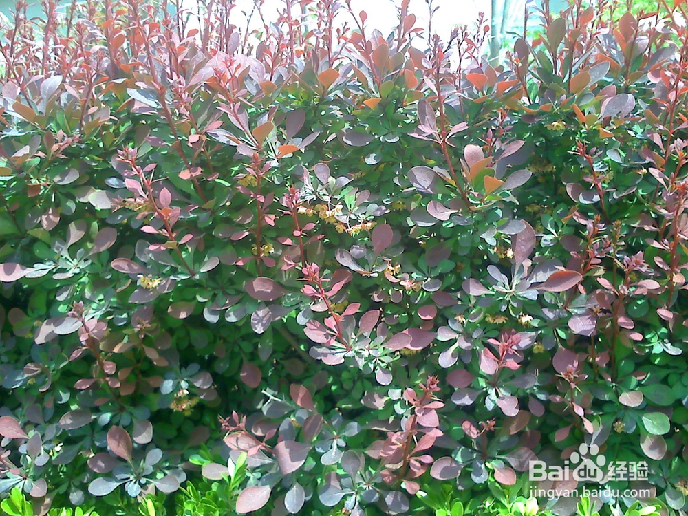 怎样告诉孩子什么是天然的氧吧--24