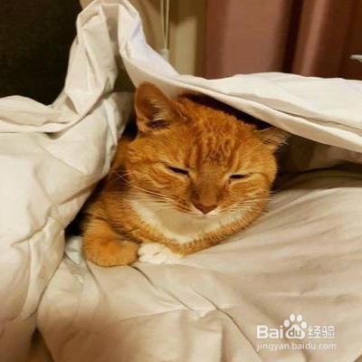 猫咪经常喜欢躲起来怎么办