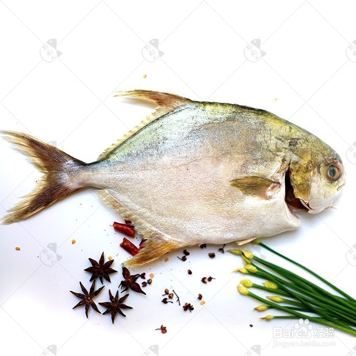 银鲳鱼的鉴别方法