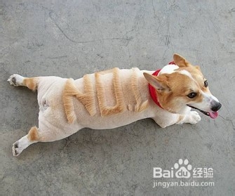 柯基犬难饲养的五种原因