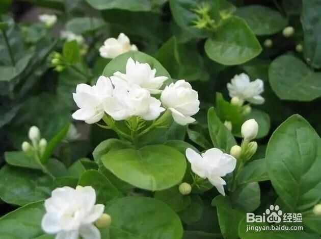 春夏季节清火的几种食物