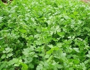 关于香菜的7大好处