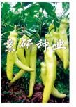 辣椒多姿多样