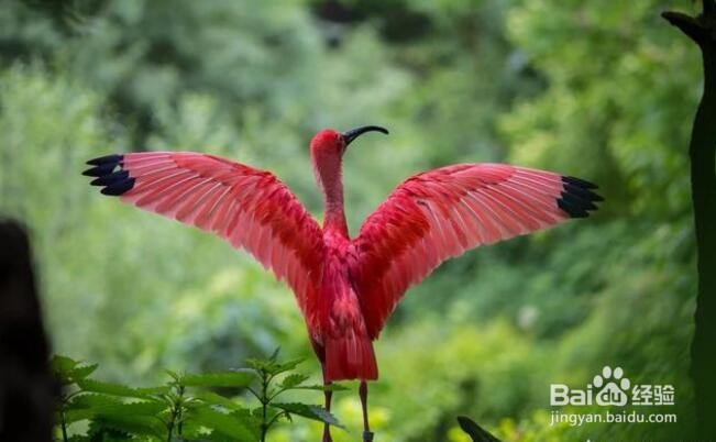 摄影创作中，如何通过构图突出主体？