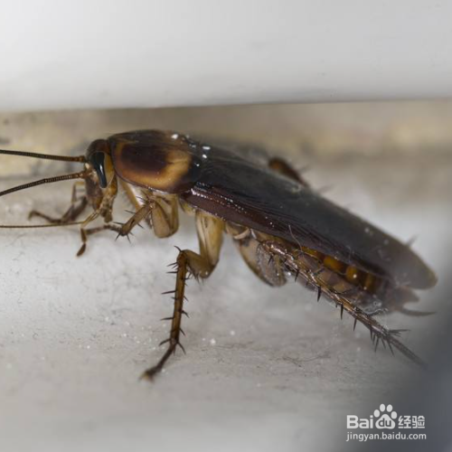 房间里有蟑螂怎么办?