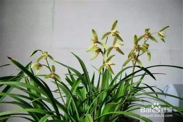 兰花应该怎么养