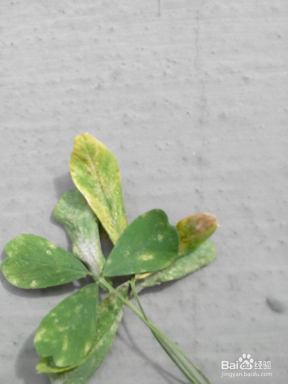 怎样撰写温室病虫害报告?