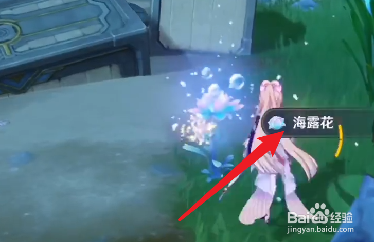 枫丹海露花采集攻略