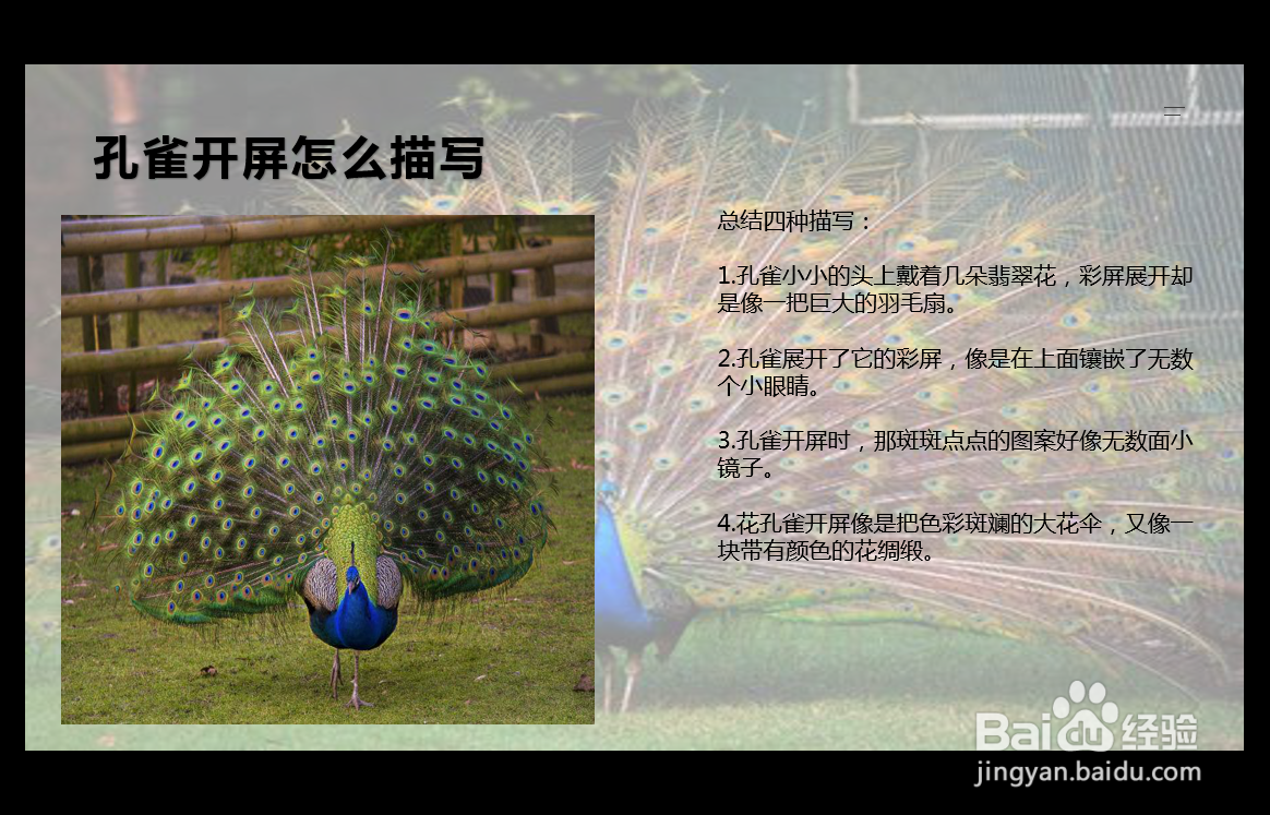 孔雀开屏怎么描写
