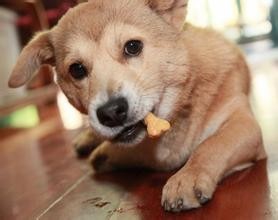 猫狗掉毛怎么办?
