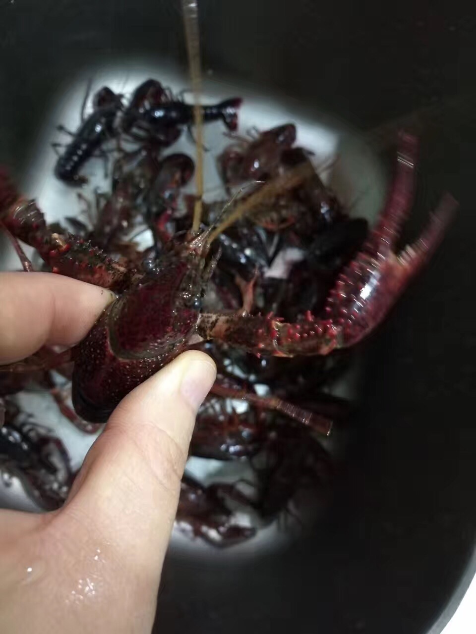 教你怎么处理小龙虾,干净又卫生