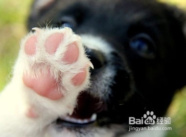 十大妙招搞定吉娃娃饲养