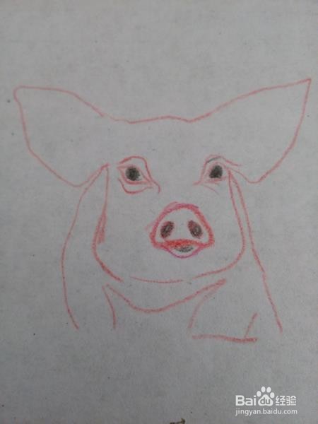 简笔画一只大肥猪