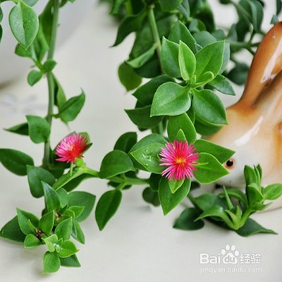 教你养心叶日中花