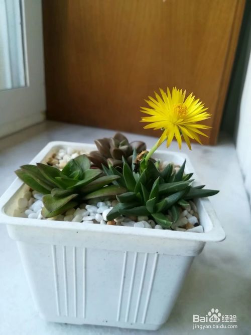 上海多肉室内和室外越冬对比 百度经验