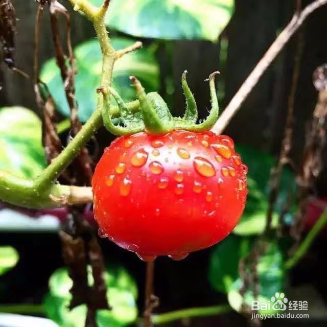 常吃什么能让皮肤变美