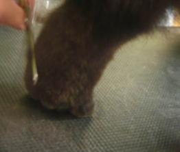 怎样给松狮犬美容