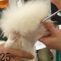 怎样给贵宾犬美容