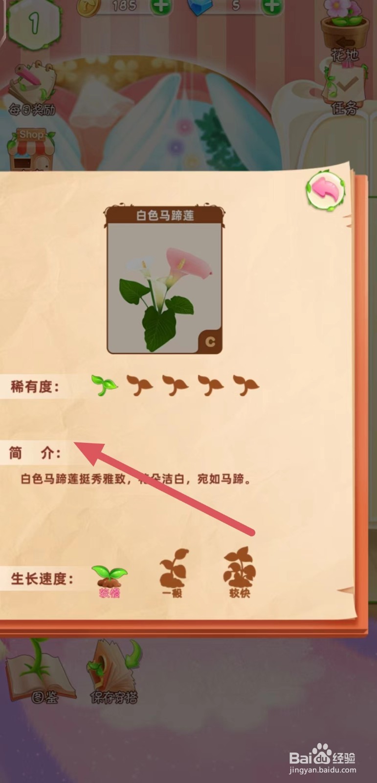 花花姑娘之魔法花园怎么查看白色马蹄莲的简介