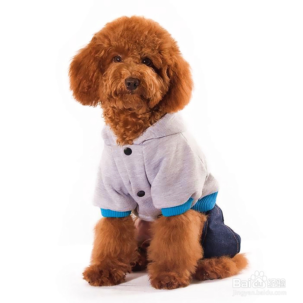 养宠物如何给宠物打扮那些宠物服饰你都知道哪些