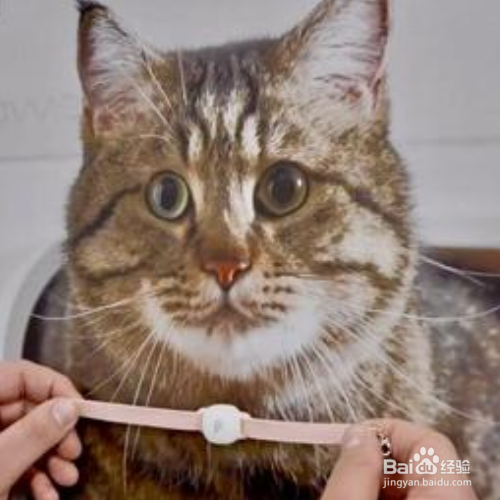 管住很皮的猫咪有哪些方法