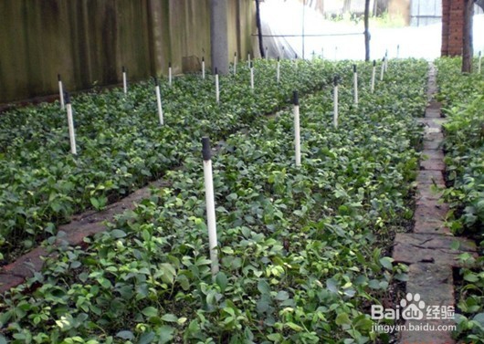 2018年植树节是哪天，如何和孩子过植树节？