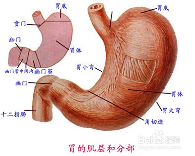 经常肚胀怎么回事