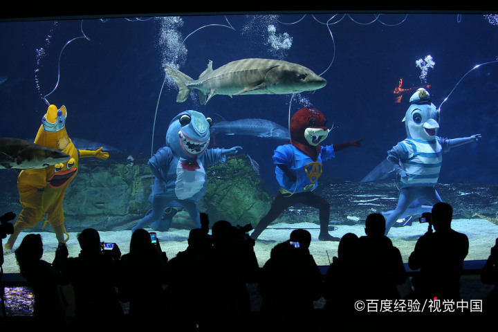 你知道小鱼缸养什么鱼好养活吗