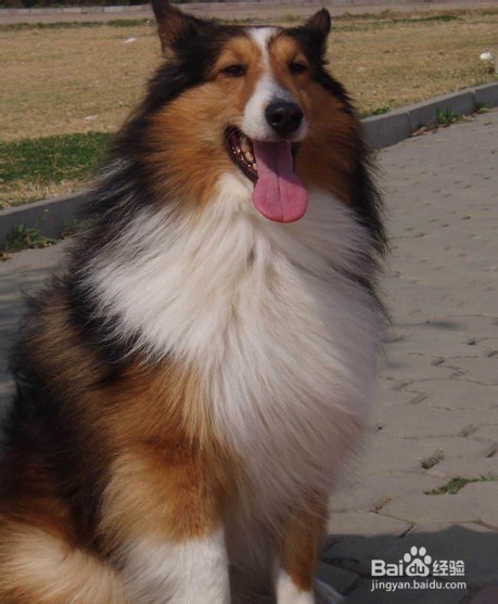 苏格兰牧羊犬饲养方法