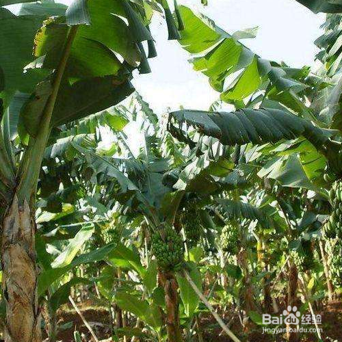 香蕉树的种植方法和注意事项