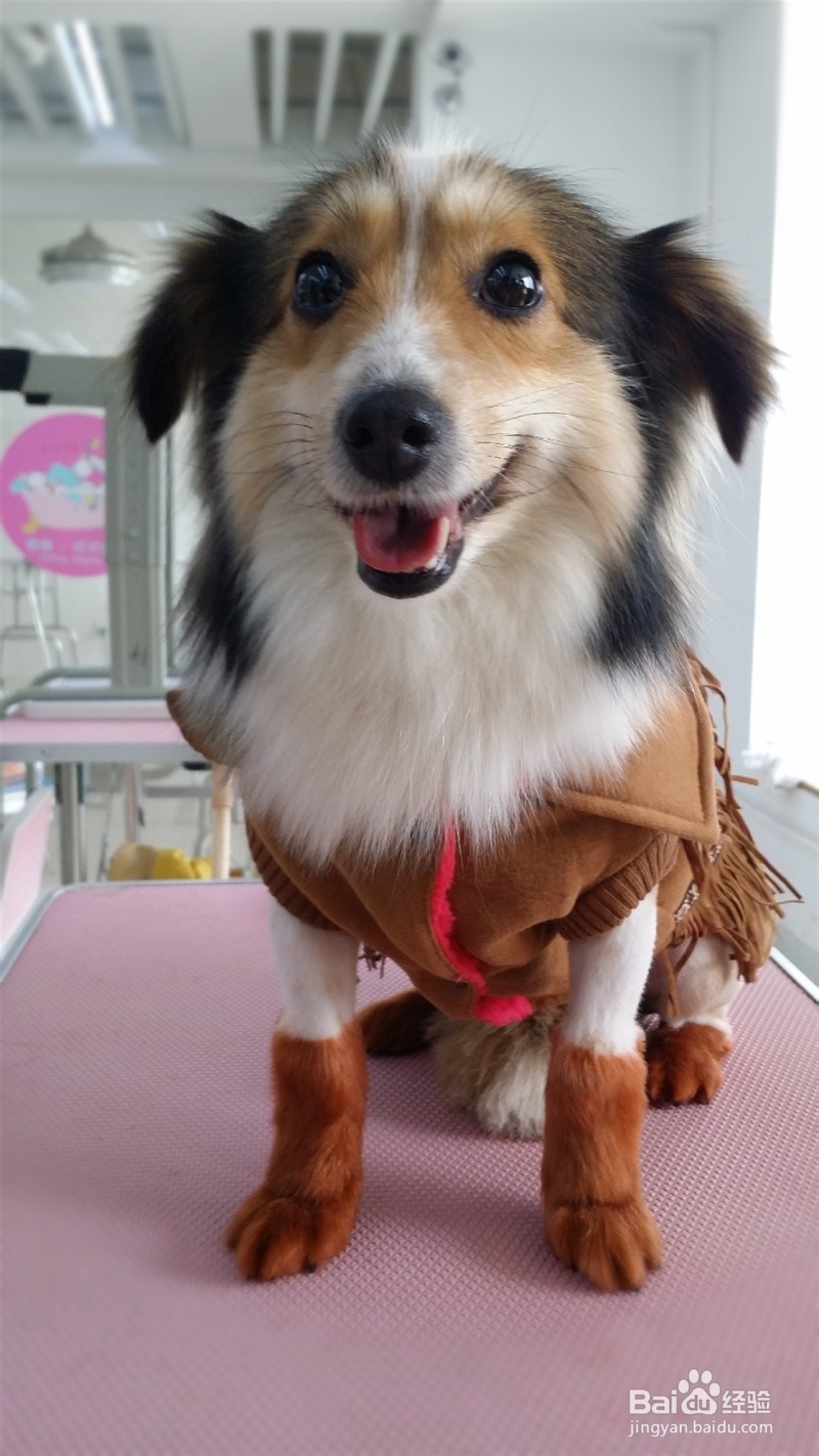 给狗狗拍照注意