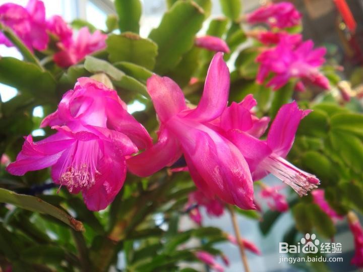 蟹爪莲开花时怎样护理