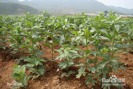 真正的野外生存知识之有毒植物的识别与利用