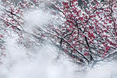 凛冬已至,闲以养花,最怡趣养心