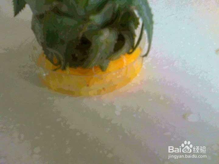 怎样将废弃的菠萝叶做成绿叶花