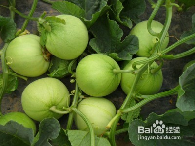 预防上火吃什么水果好?