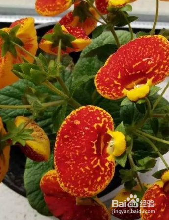 草本植物蒲包花如何养护
