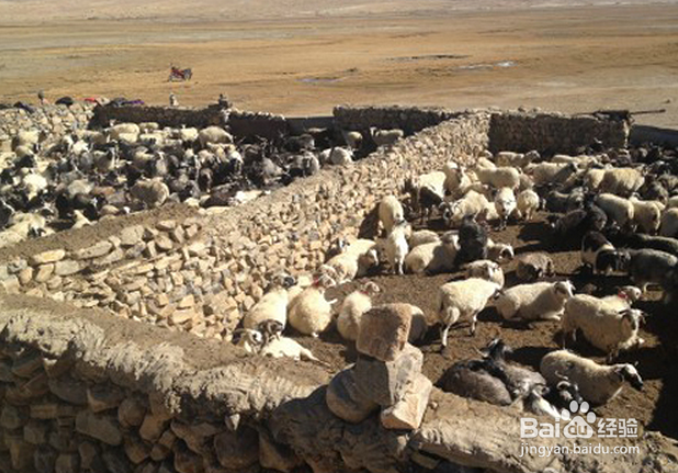 西藏旅行的十大禁忌：[10]生产劳动禁忌