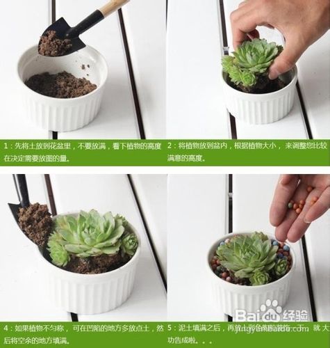 观音莲的养殖方法观音莲怎么养