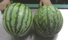 夏季巧选有籽和无籽西瓜的方法