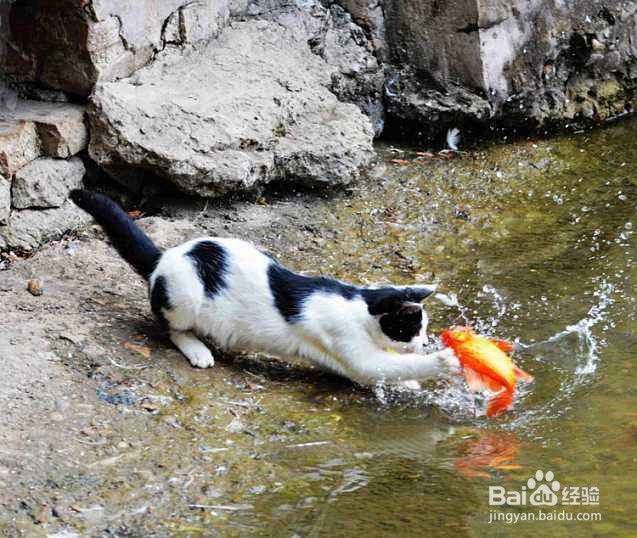 猫咪会游泳吗？