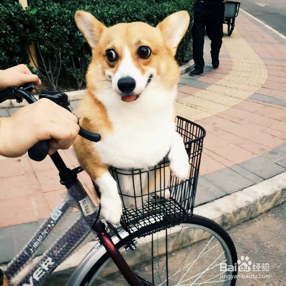 柯基犬太胖怎么办