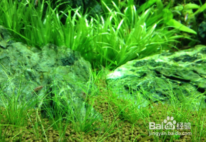 如何饲养新近购买的金鱼