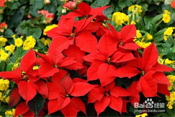 蟹爪兰的养殖方法和注意事项有什么?