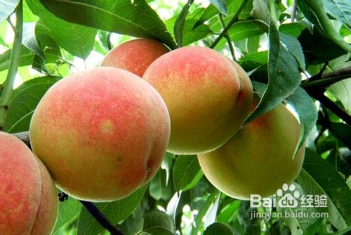 夏天吃什么水果好