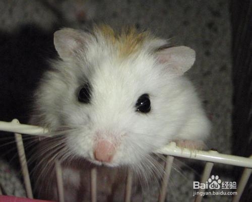 仓鼠有味道怎么办,夏天仓鼠怎么养味道小