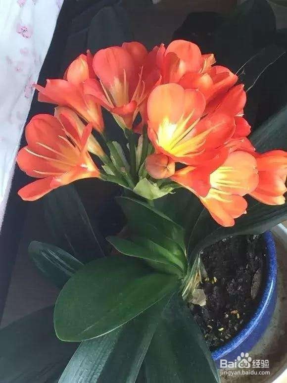 3种花“品味高”,养在家里,档次高,有格调!