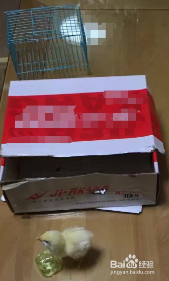 我的简单养宠物小鸡经验