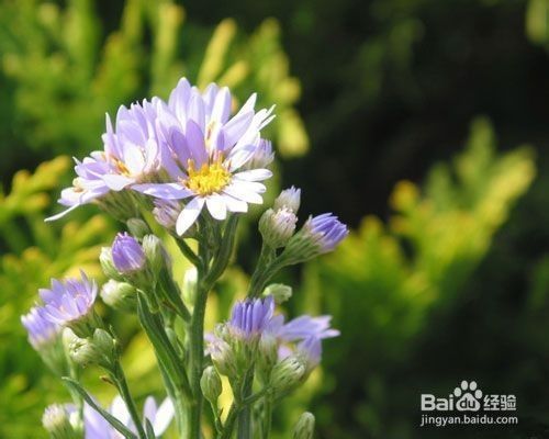 紫苑花怎么养 百度经验