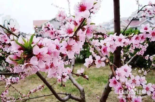 四月的春天去哪里玩好?